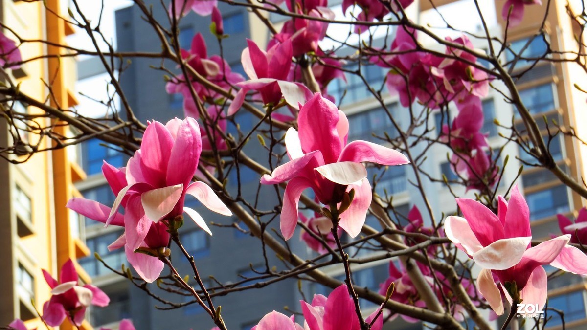 花卉系列【2121】