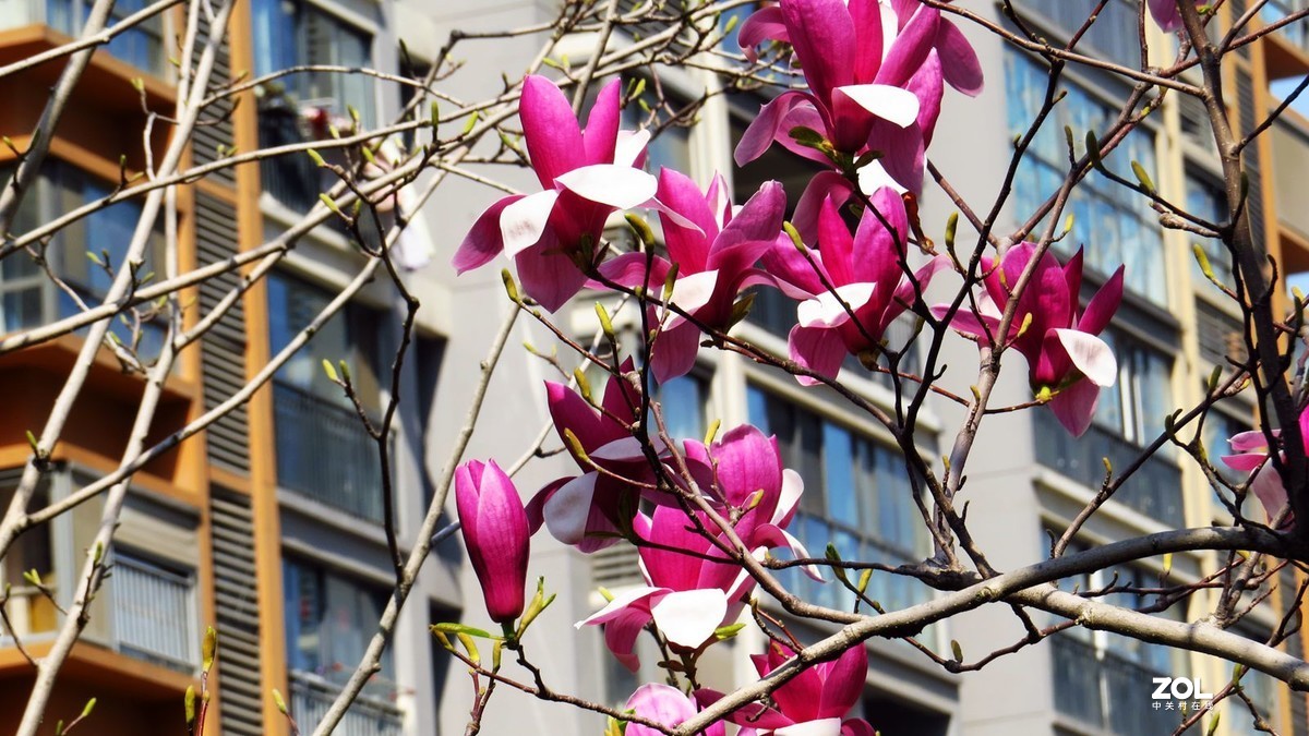 花卉系列【2121】