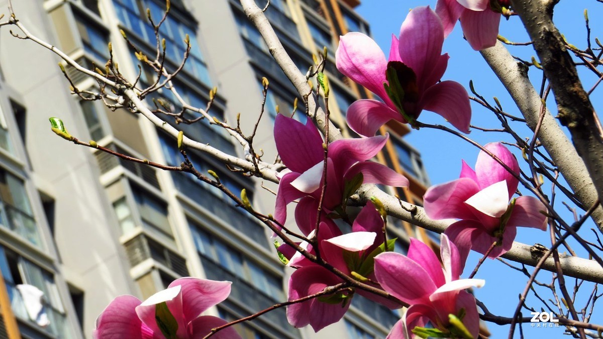 花卉系列【2121】