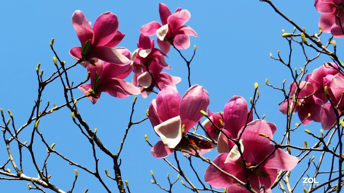 花卉系列【2121】