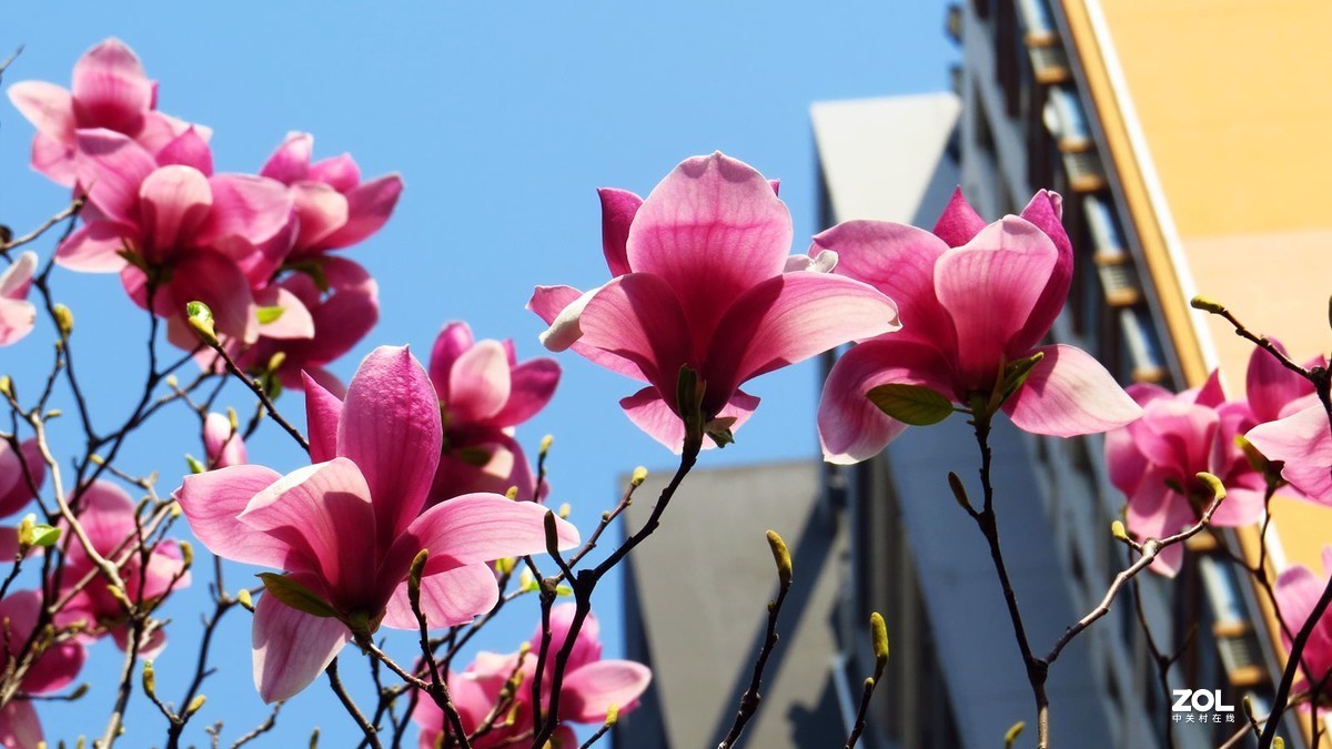 花卉系列【2121】