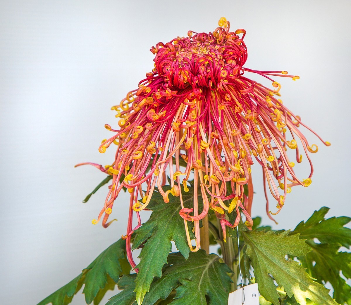 2020-11-09扬州瘦西湖菊花（四）