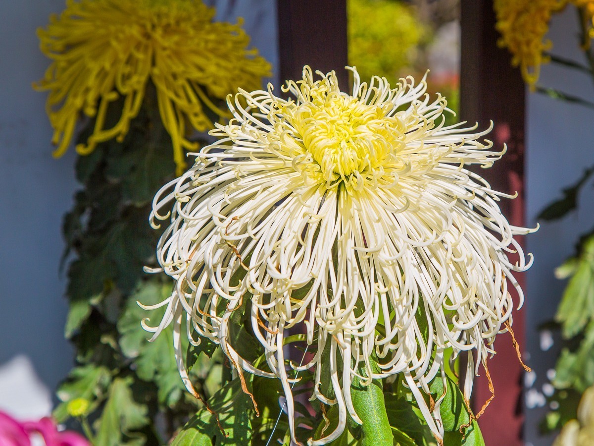 2020-11-09扬州瘦西湖菊花（四）