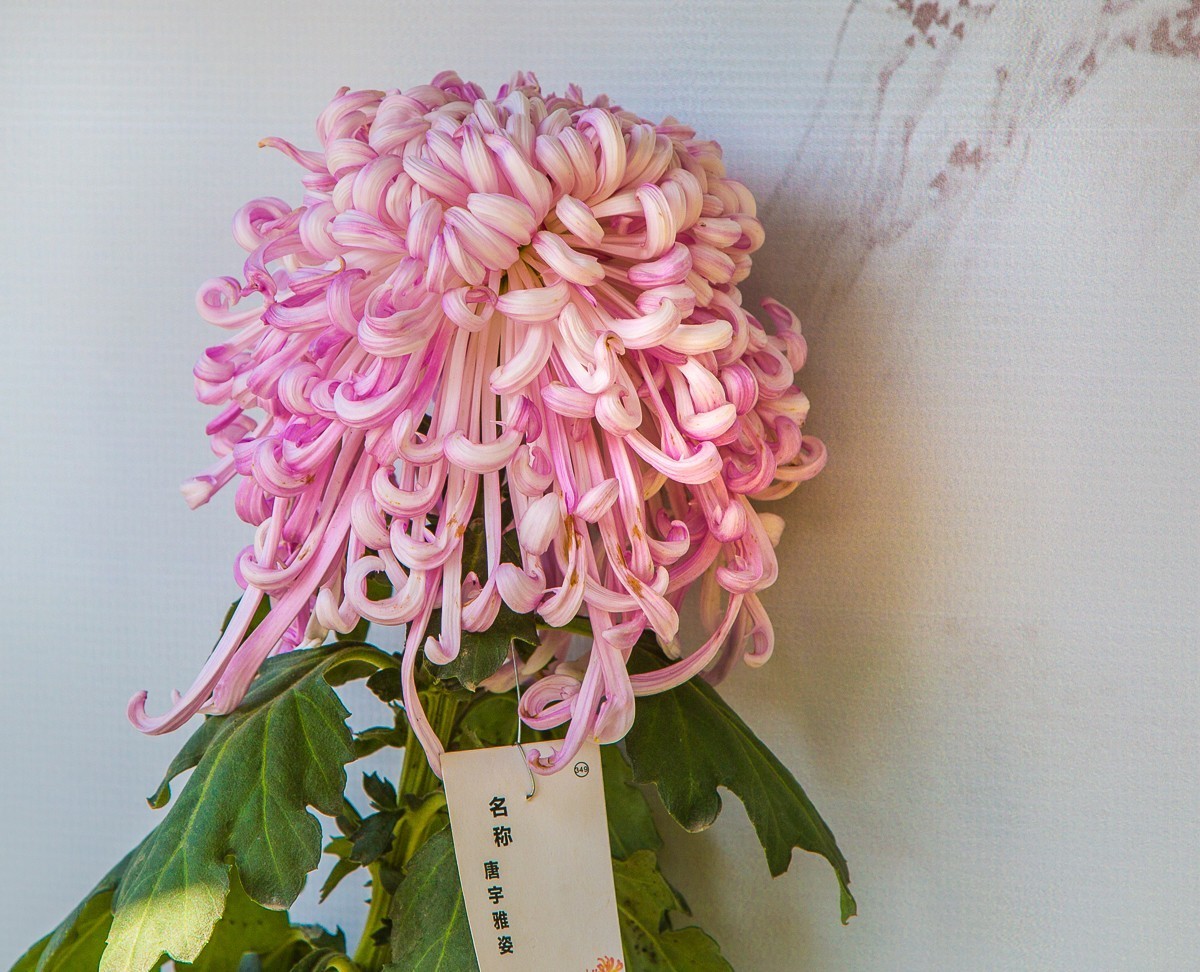 2020-11-09扬州瘦西湖菊花（四）