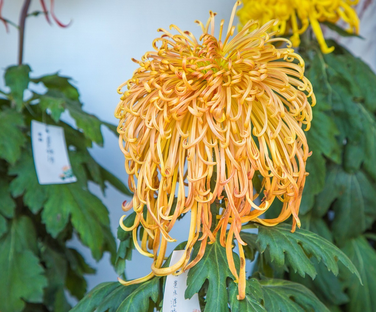 2020-11-09扬州瘦西湖菊花（四）
