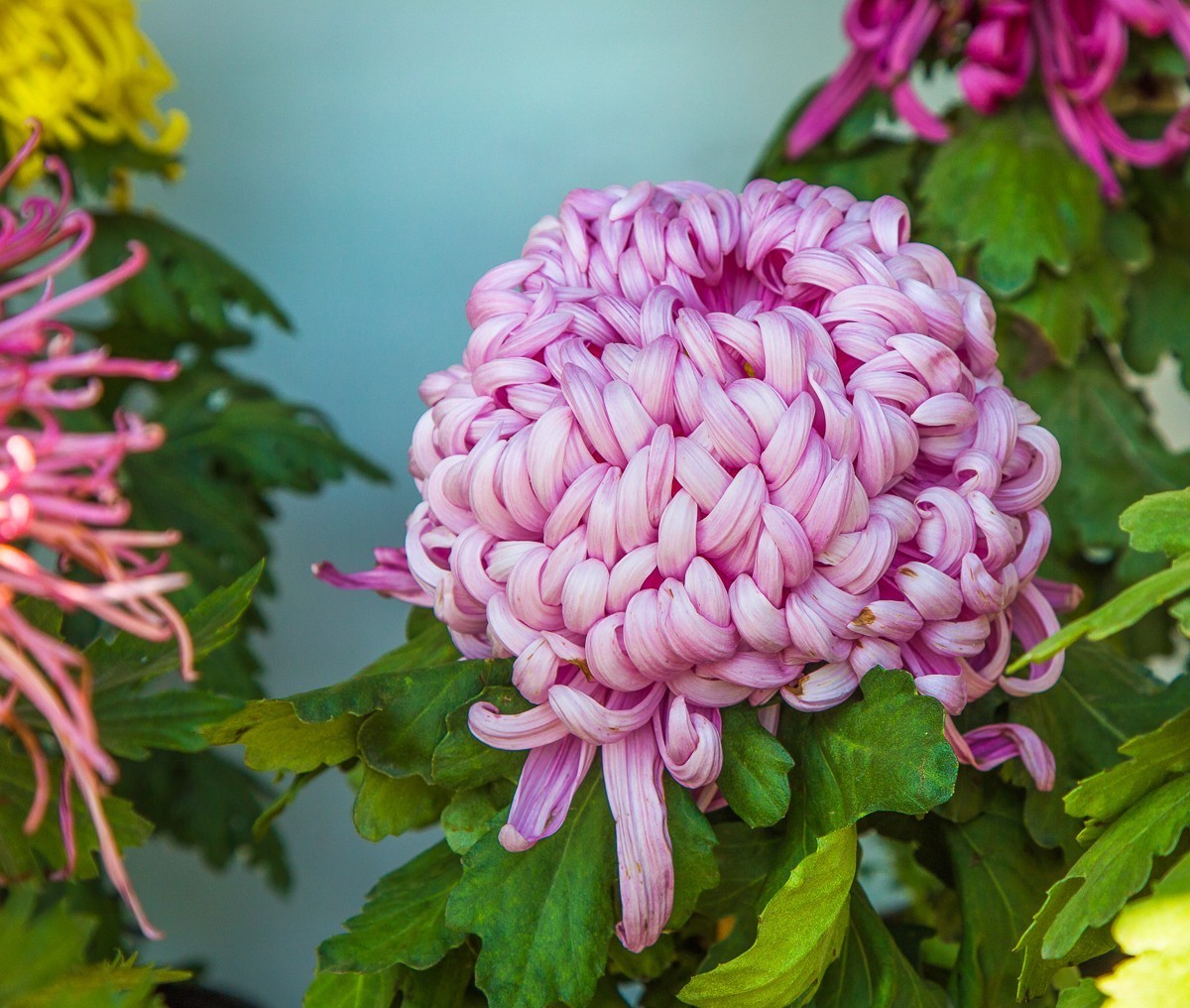 2020-11-09扬州瘦西湖菊花（四）