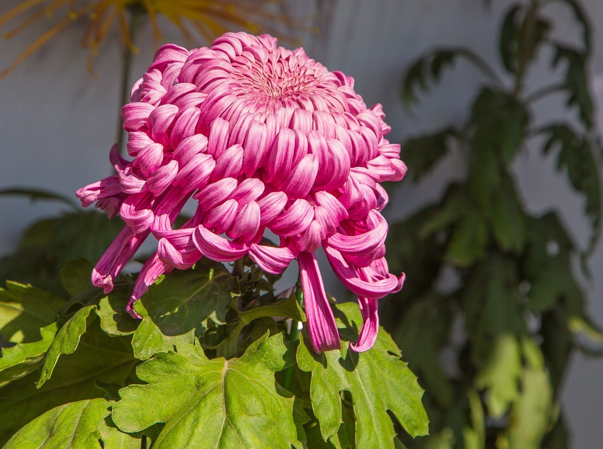2020-11-09扬州瘦西湖菊花（四）