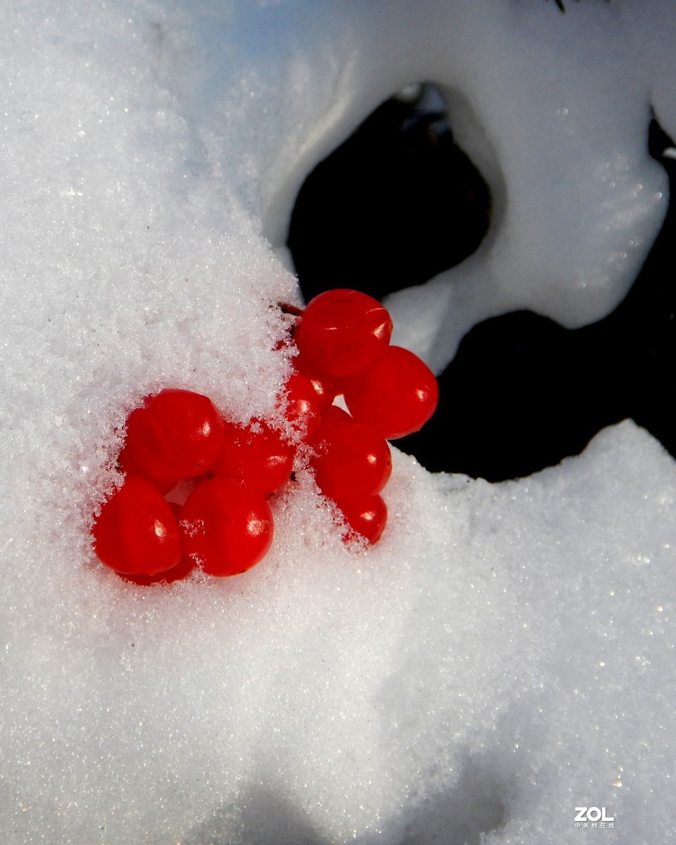果赤如丹--冬日的天目琼花