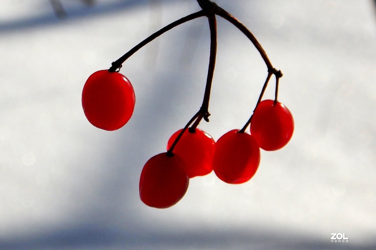 果赤如丹--冬日的天目琼花