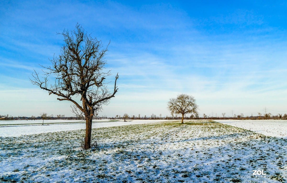雪在原野--遥祝师友牛年吉祥!!