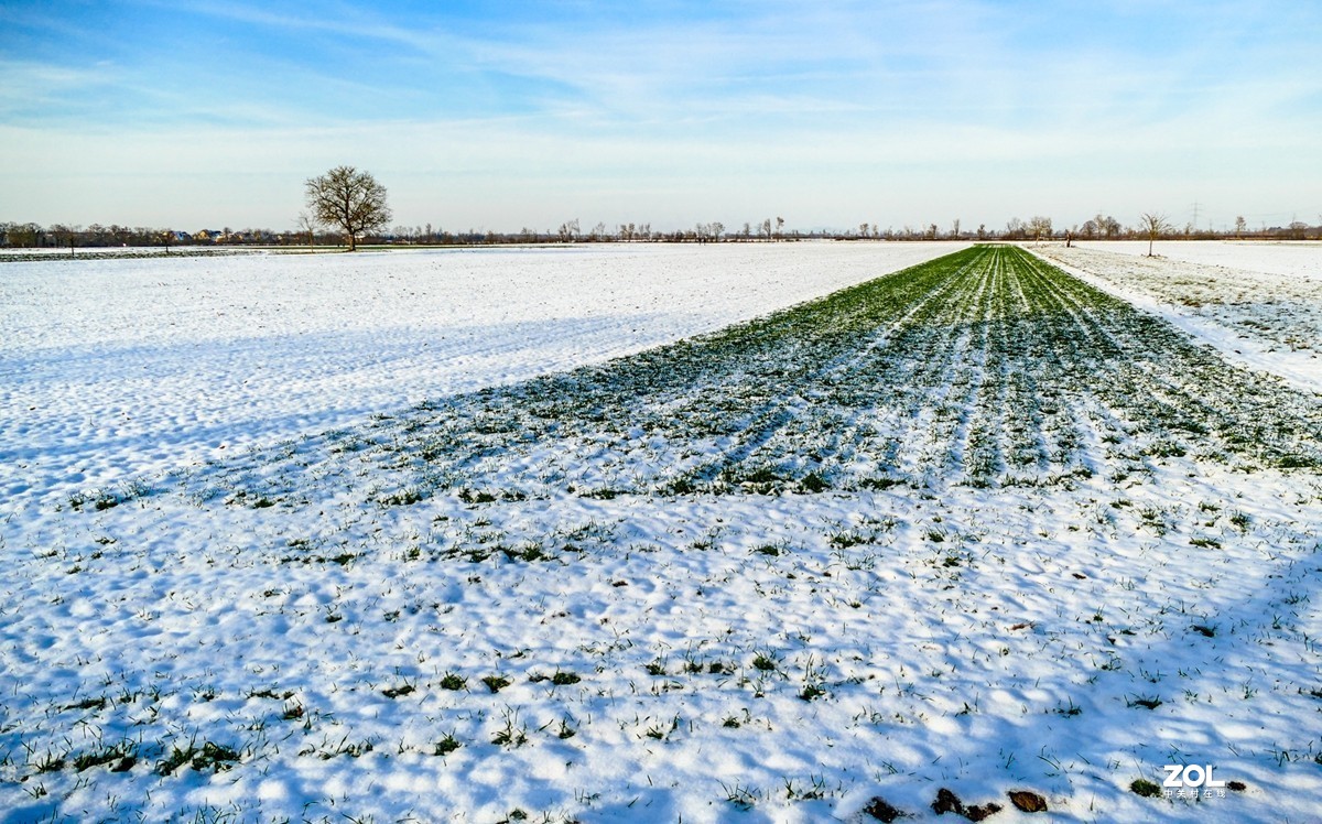 雪在原野--遥祝师友牛年吉祥!!