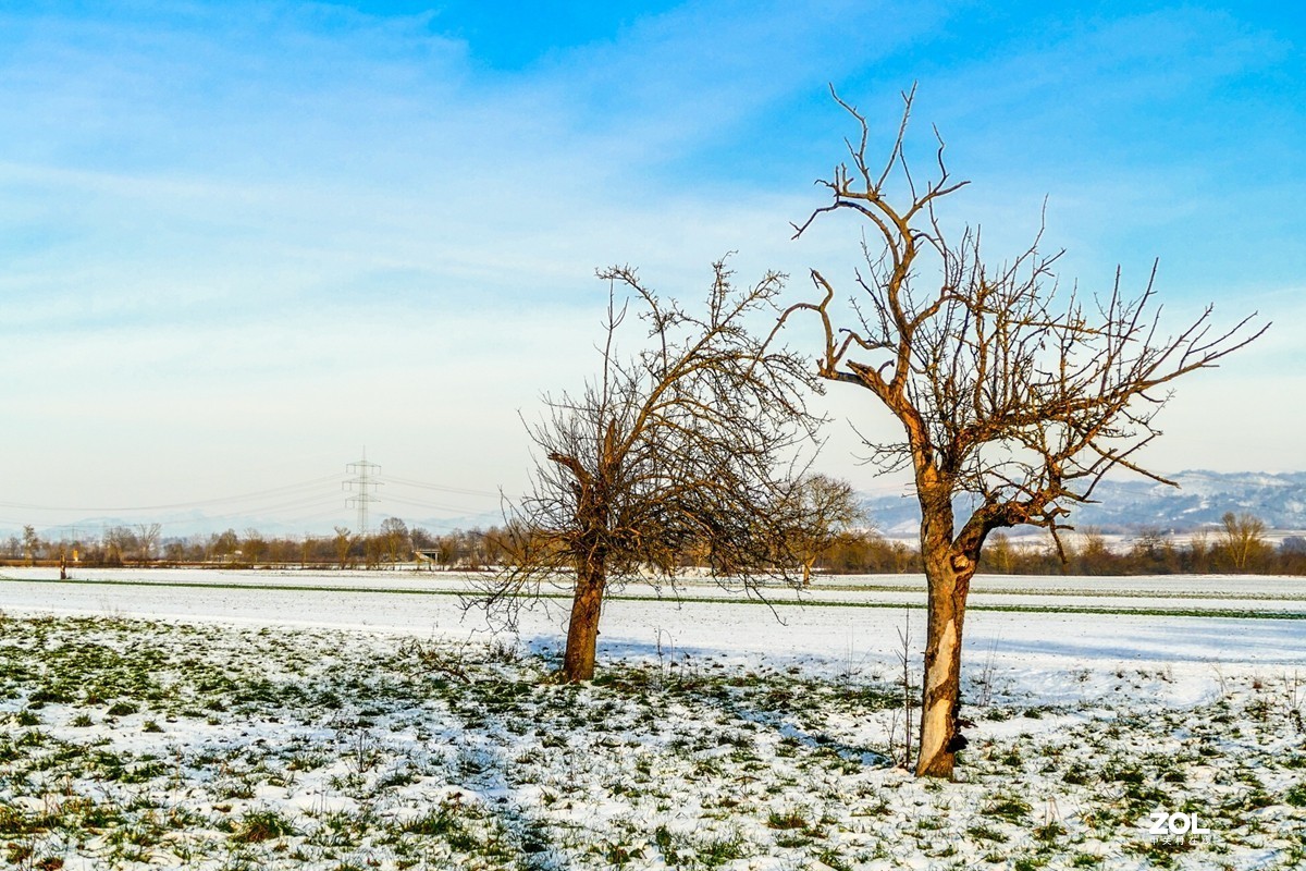 雪在原野--遥祝师友牛年吉祥!!