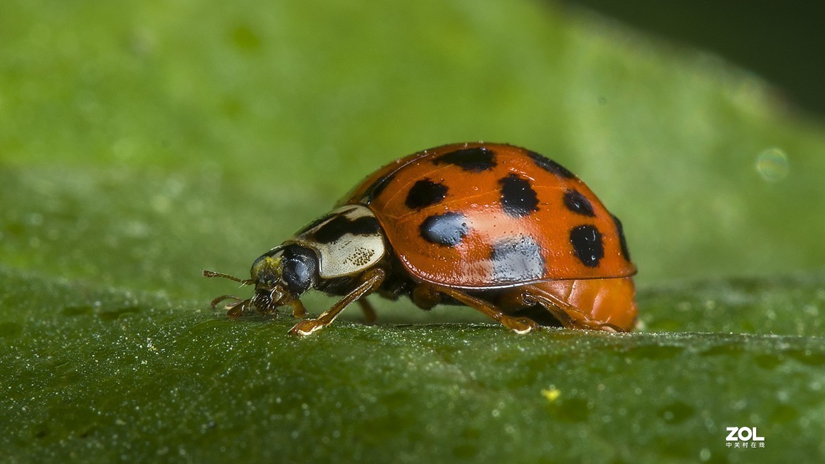 昆虫世界蚜虫天敌瓢虫