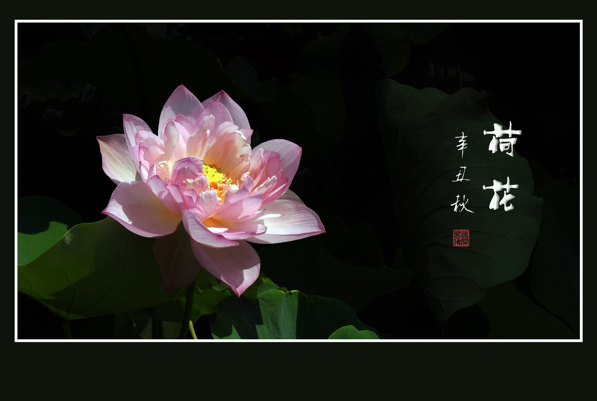 佛韵禅心不染尘的荷花