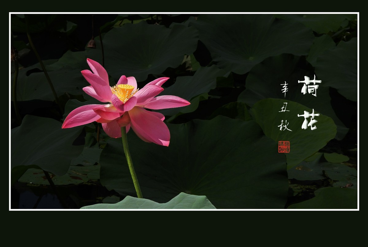 佛韵禅心不染尘的荷花