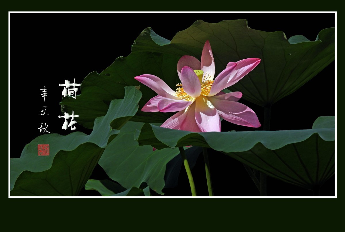 佛韵禅心不染尘的荷花