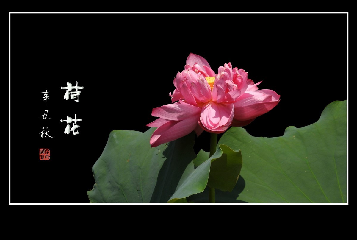 佛韵禅心不染尘的荷花