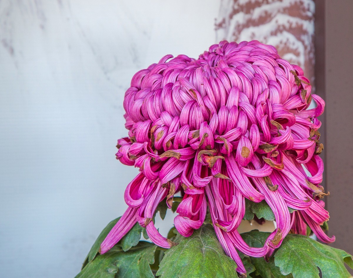 2020-11-09扬州瘦西湖菊花（四）