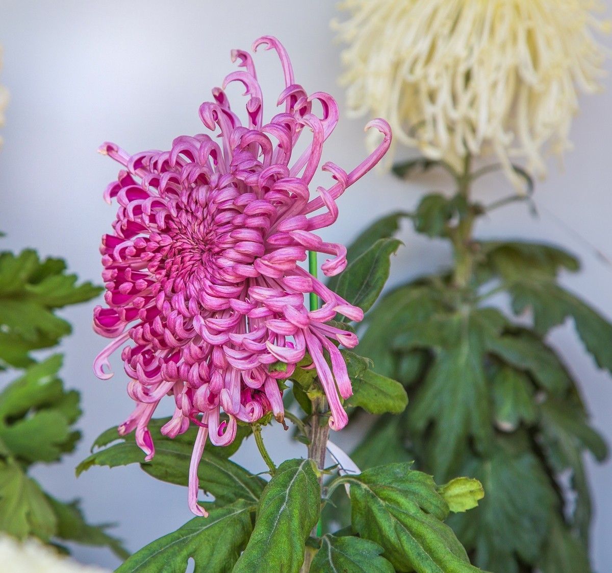 2020-11-09扬州瘦西湖菊花（四）