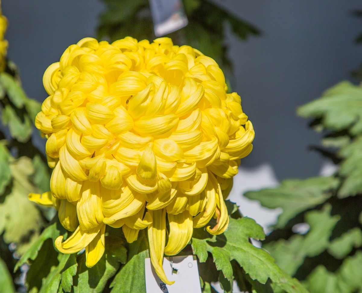 2020-11-09扬州瘦西湖菊花（四）