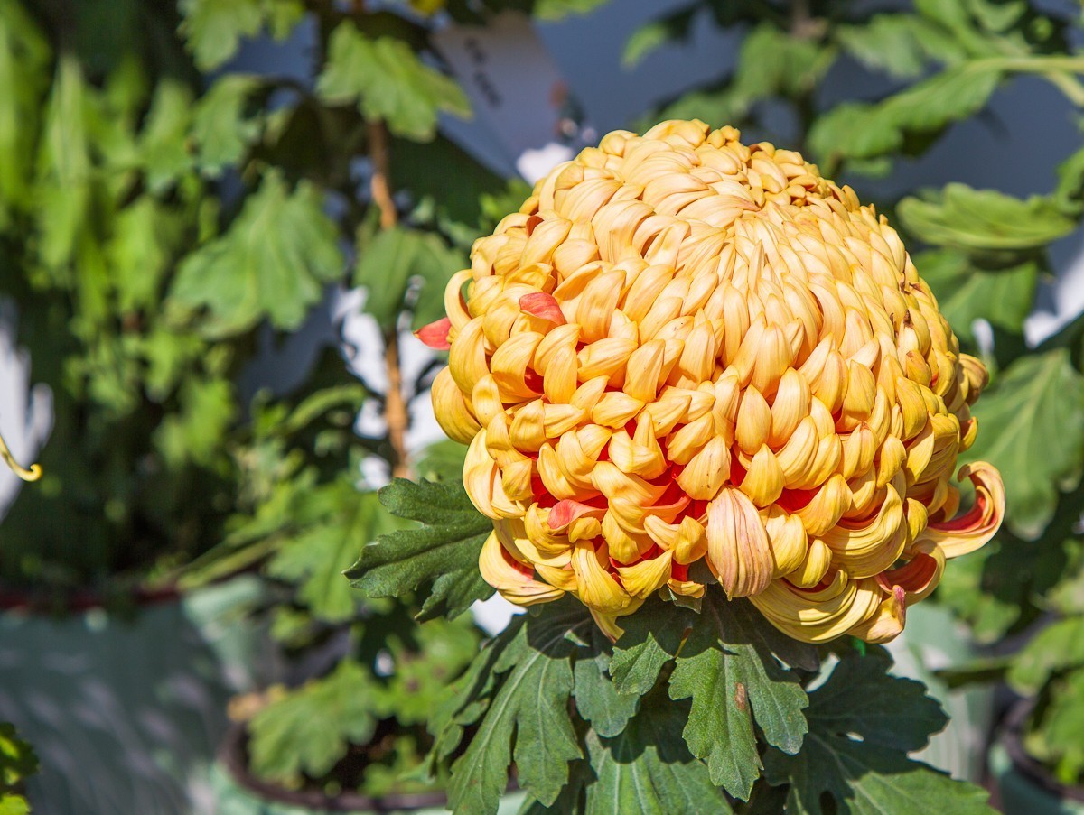 2020-11-09扬州瘦西湖菊花（四）