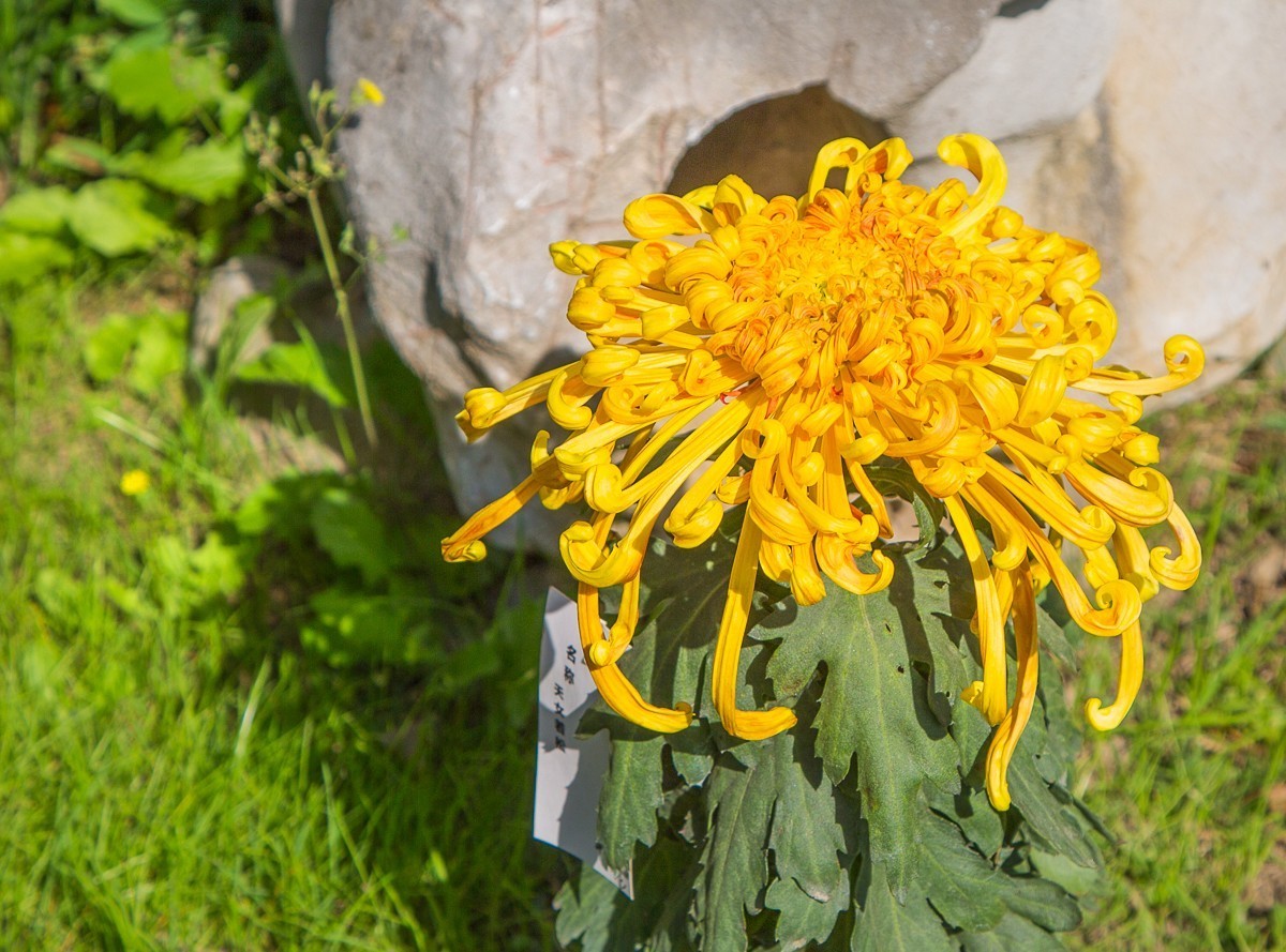 2020-11-09扬州瘦西湖菊花（四）
