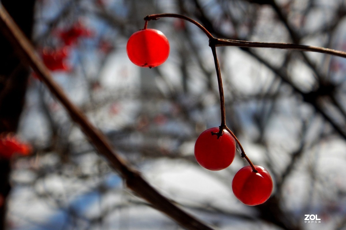 果赤如丹--冬日的天目琼花