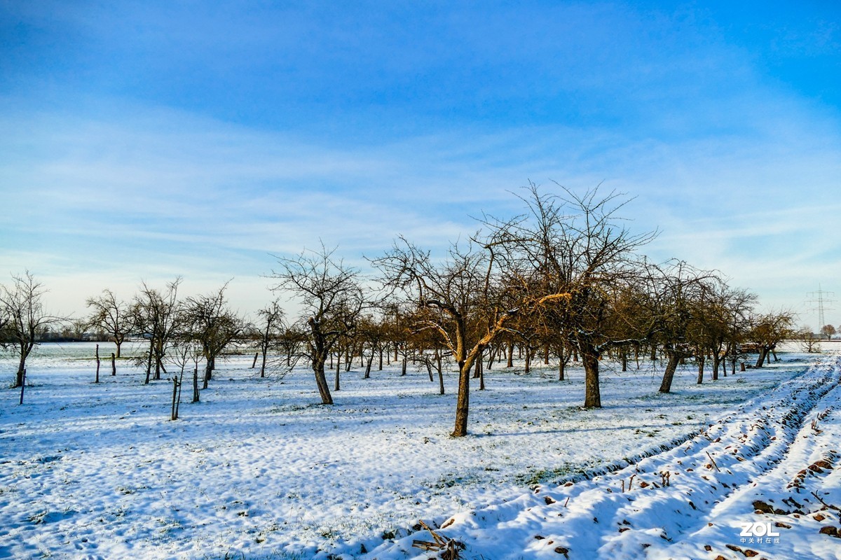 雪在原野--遥祝师友牛年吉祥!!