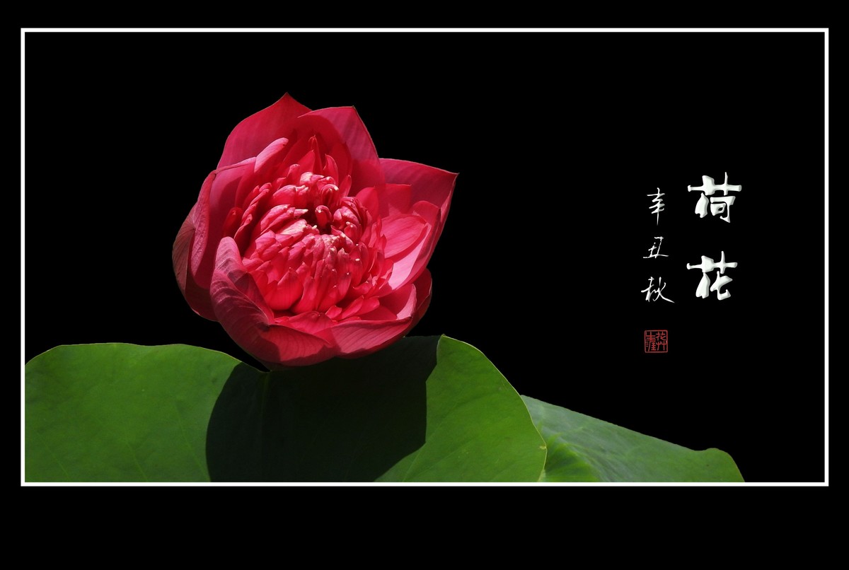 佛韵禅心不染尘的荷花