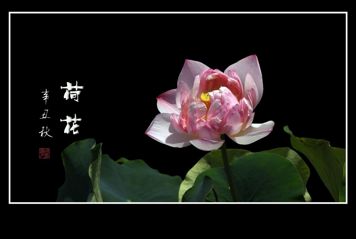 佛韵禅心不染尘的荷花