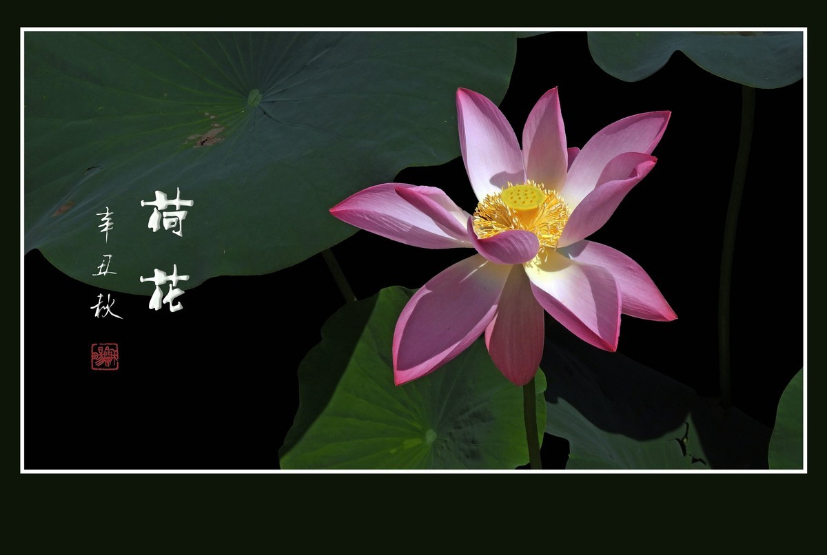 佛韵禅心不染尘的荷花