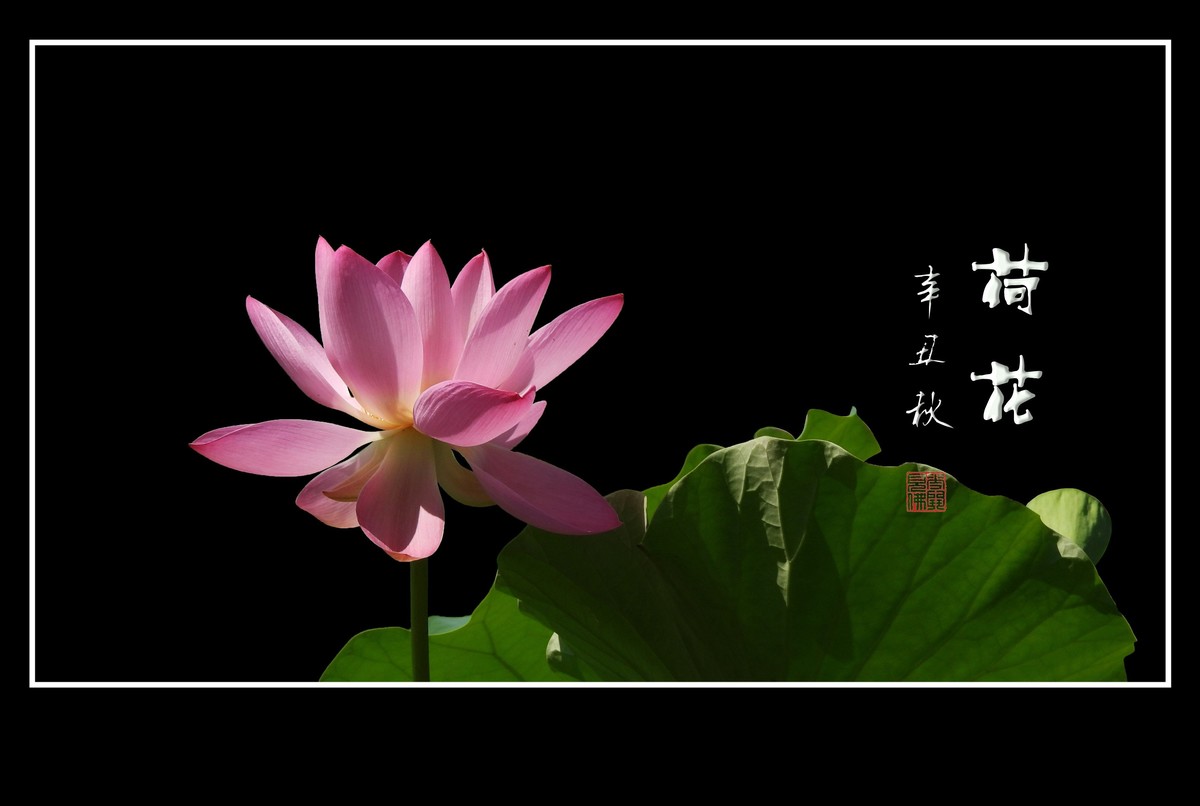 佛韵禅心不染尘的荷花