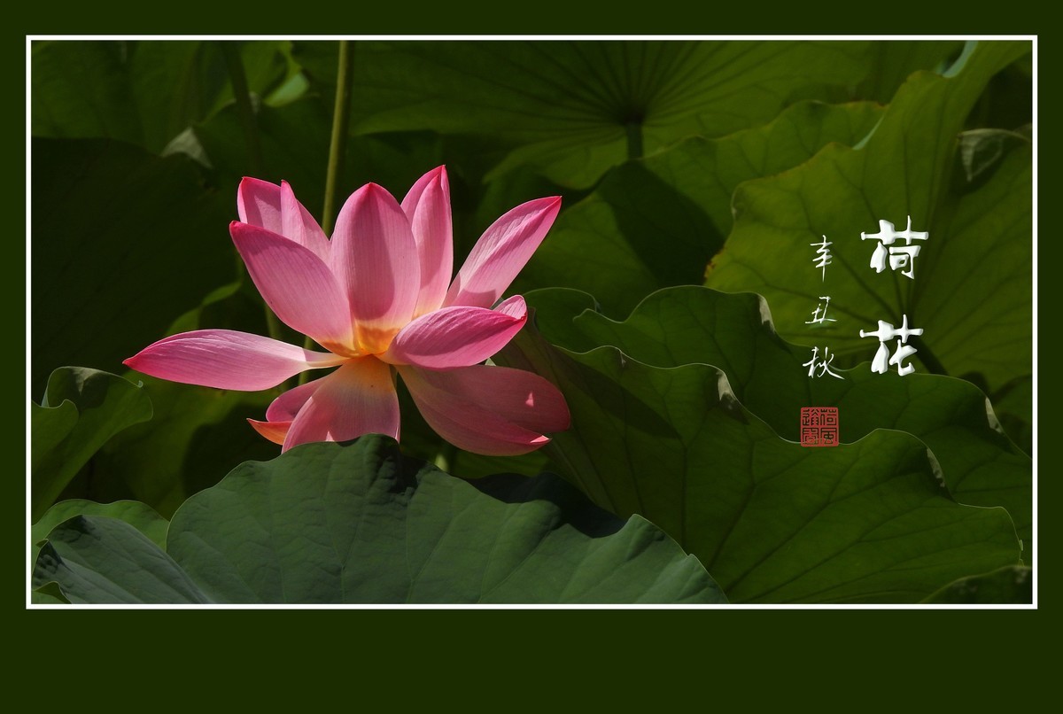 佛韵禅心不染尘的荷花