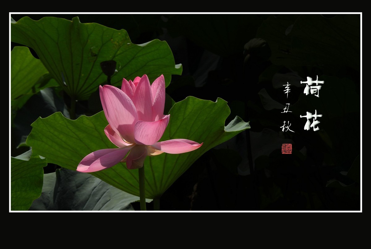 佛韵禅心不染尘的荷花