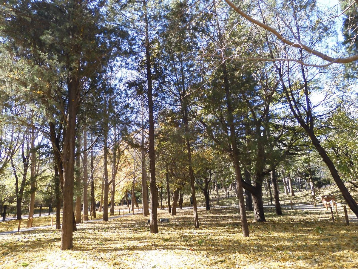 北京陶然亭公园-----秋 色