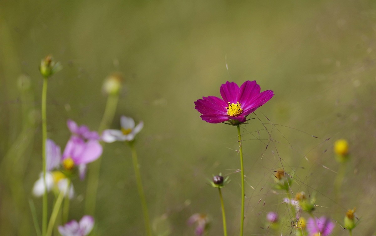 秋 末 格 桑 花
