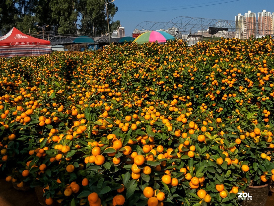 人家摆放得密密匝匝