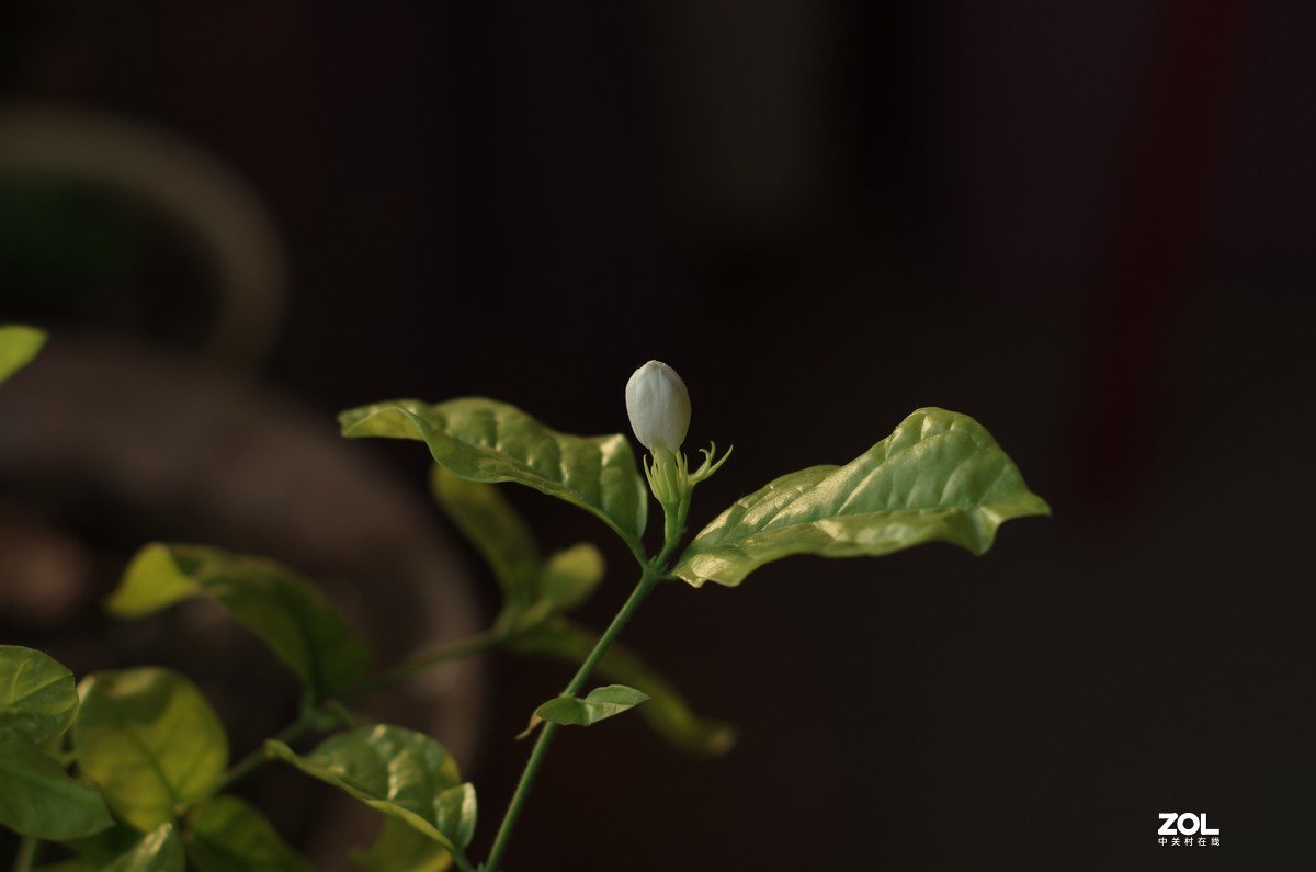 太苦玛S-M-C 55/1.8直出片！