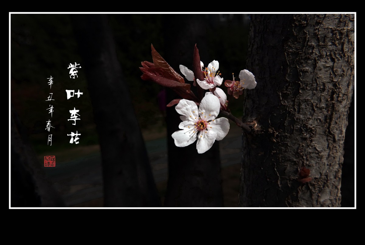 老干开新花的紫叶李花