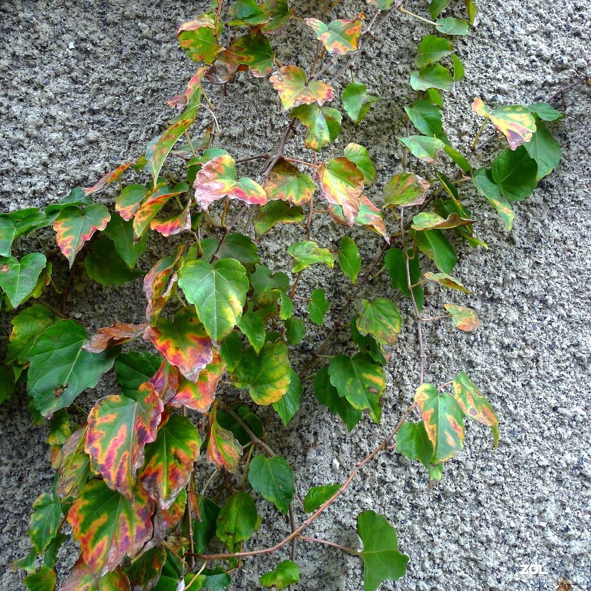 冬天里的爬山虎