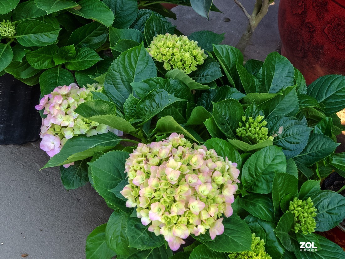 人家摆放得密密匝匝