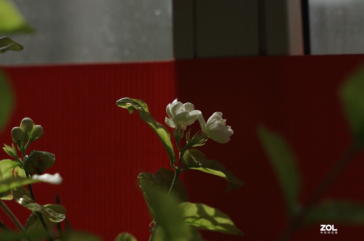 太苦玛S-M-C 55/1.8直出片！