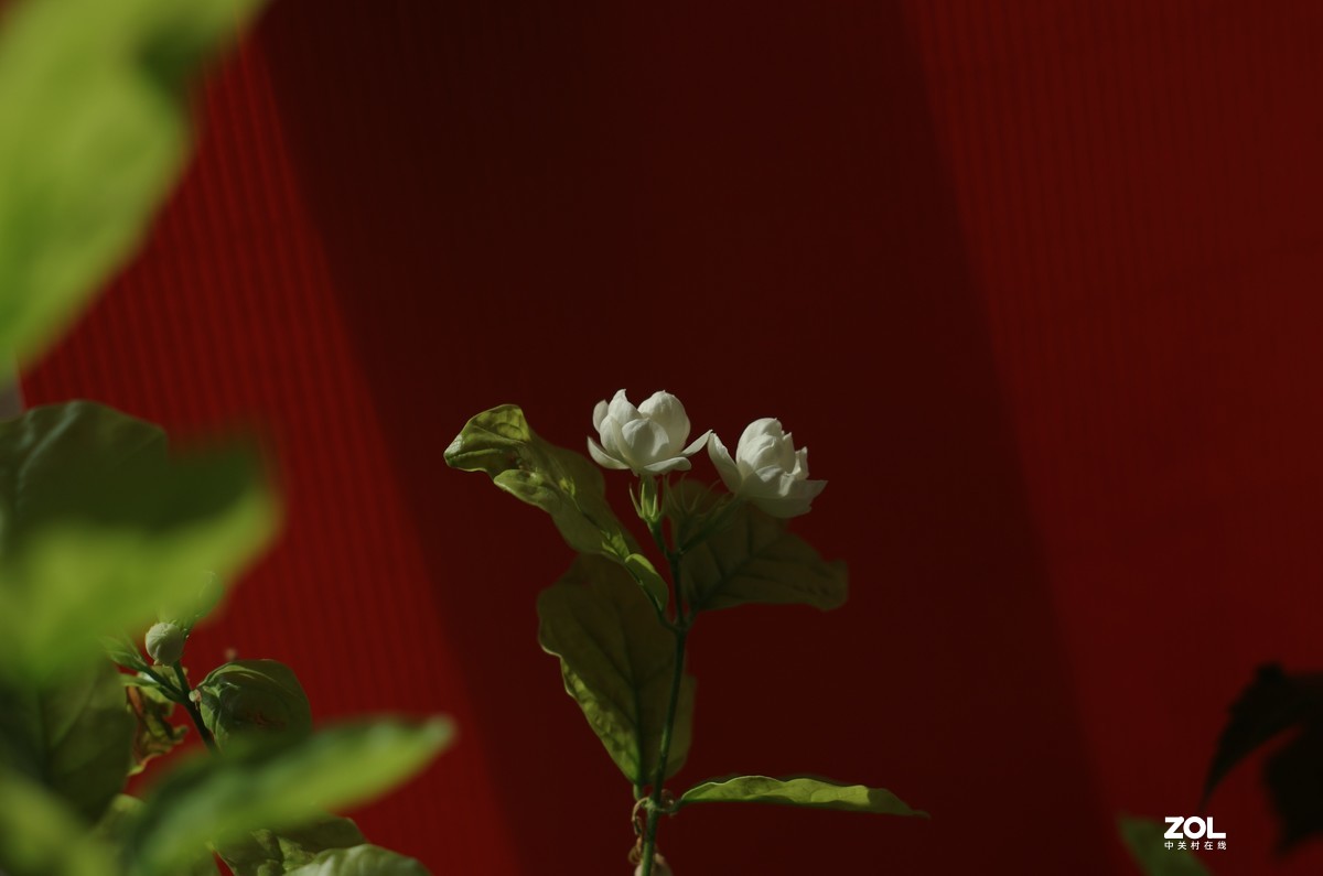 太苦玛S-M-C 55/1.8直出片！