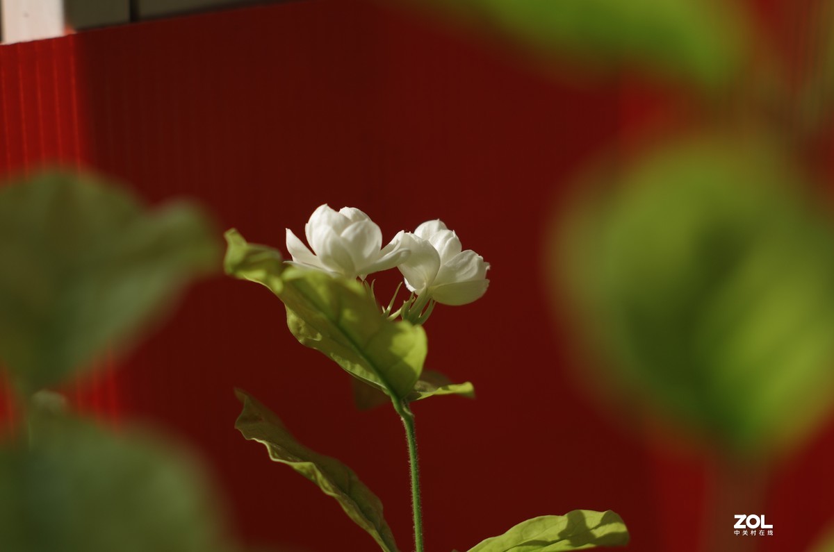 太苦玛S-M-C 55/1.8直出片！