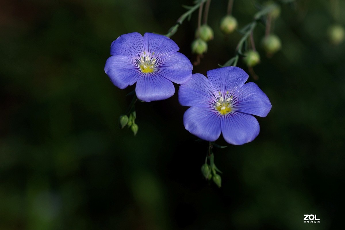 亚麻花