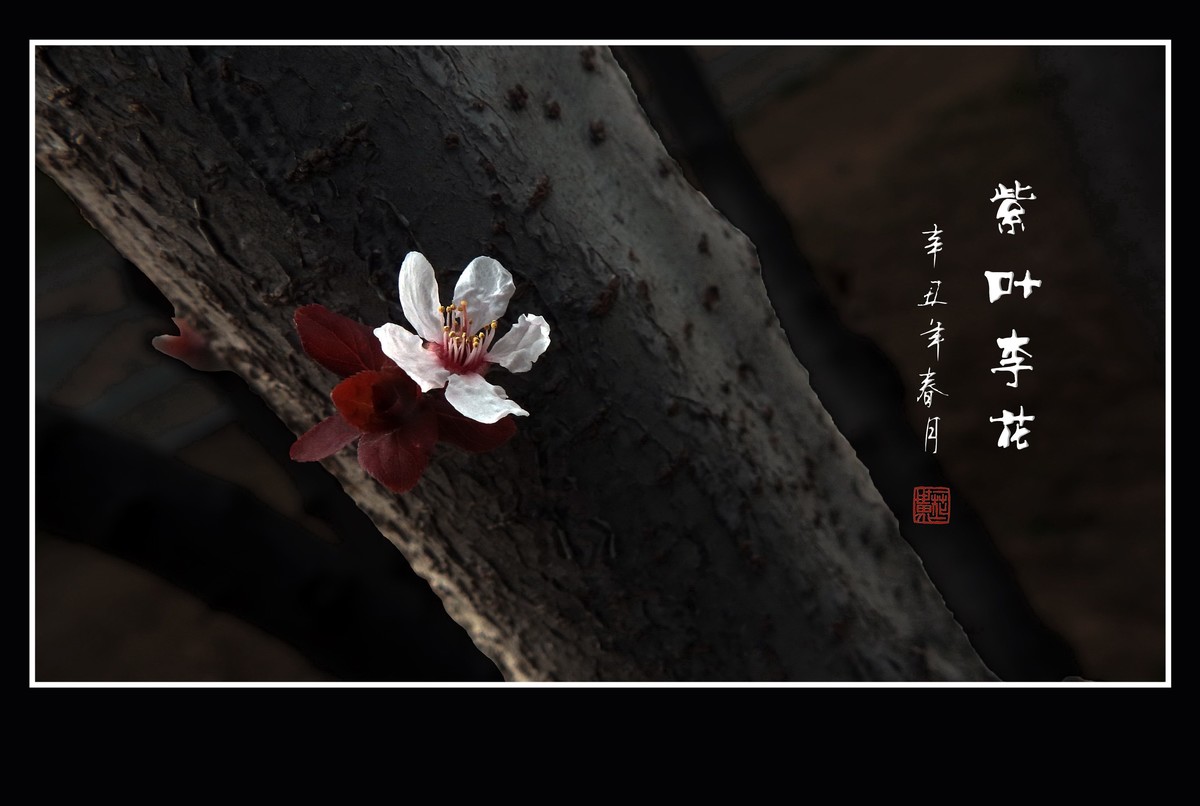 老干开新花的紫叶李花