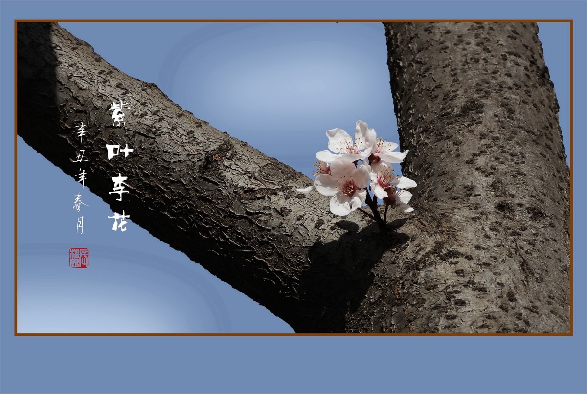 老干开新花的紫叶李花