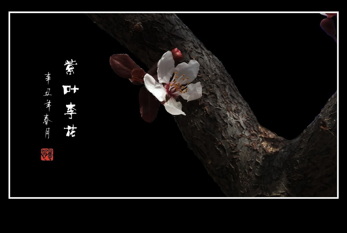 老干开新花的紫叶李花