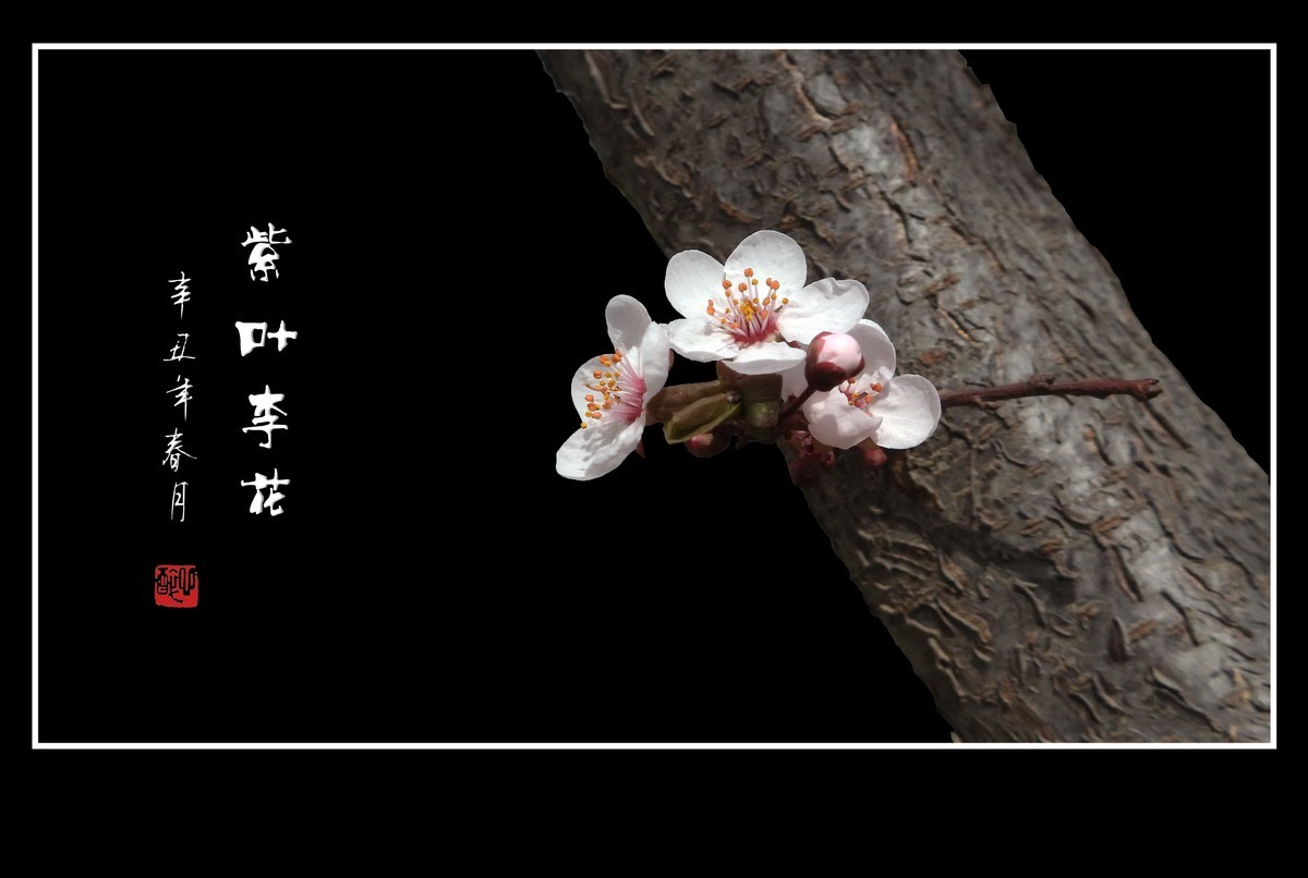 老干开新花的紫叶李花