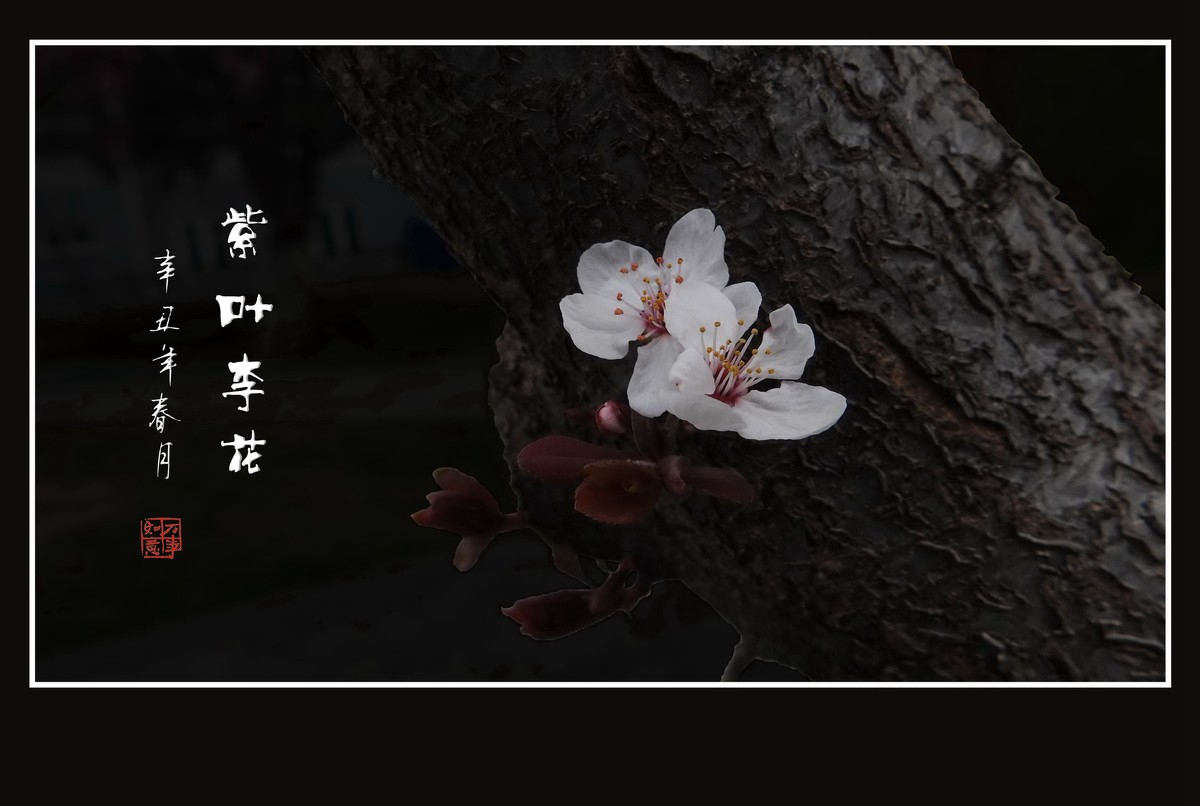 老干开新花的紫叶李花